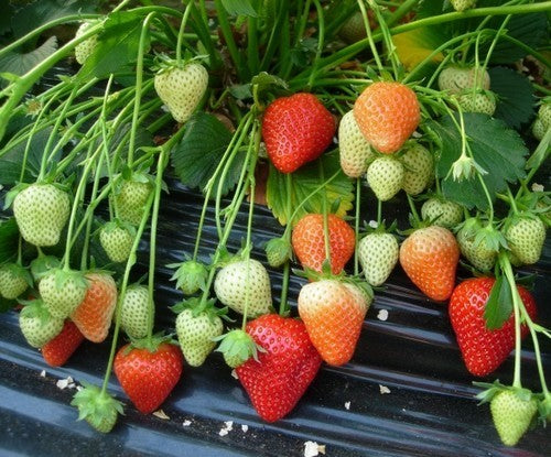 Vroege Aardbei 'Rumba'