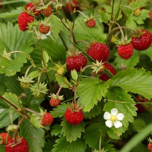 Early Wild Strawberry 'Scarlet'