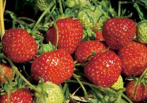 Middentijdse Aardbei 'Senga Sengana'
