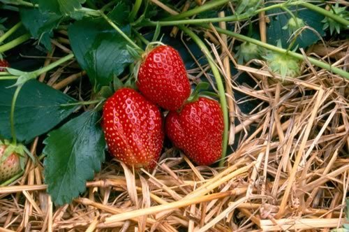 Late aardbei 'Simida'