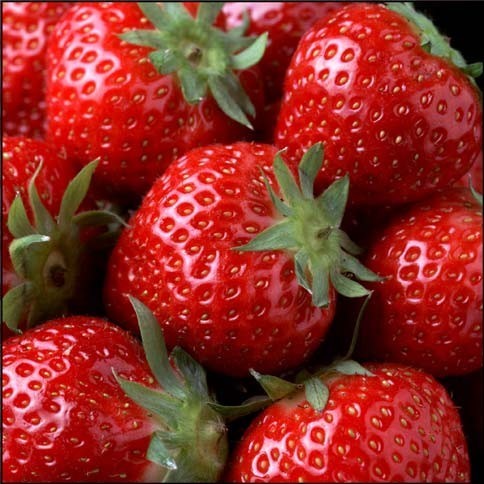 Middentijdse Aardbei 'Sonata'
