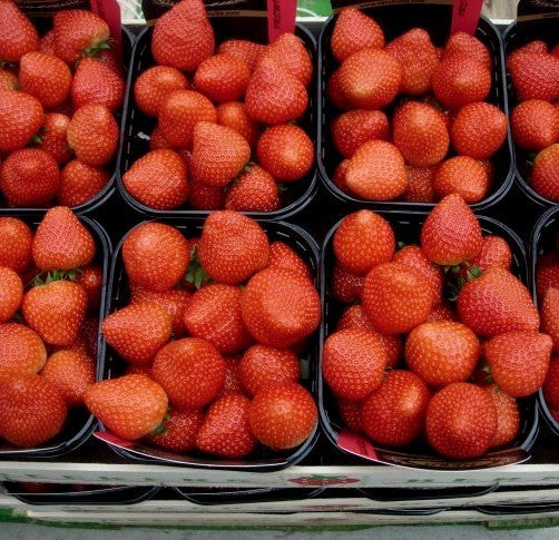 Middentijdse Aardbei 'Sonata'
