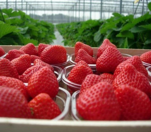 Middentijdse Aardbei 'Sonata'