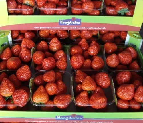 Middentijdse Aardbei 'Sonata'
