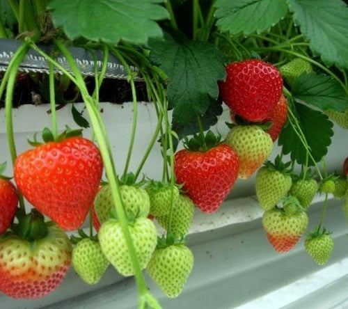 Middentijdse Aardbei 'Sonata'