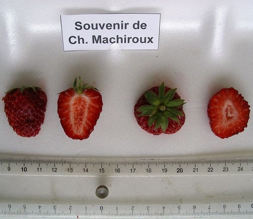 Belgische Frambozenaardbei 'Souvenir de Charles Machiroux'