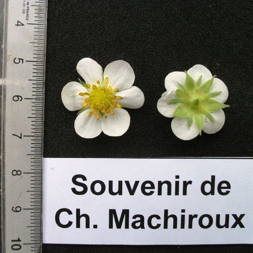 Belgische Frambozenaardbei 'Souvenir de Charles Machiroux'
