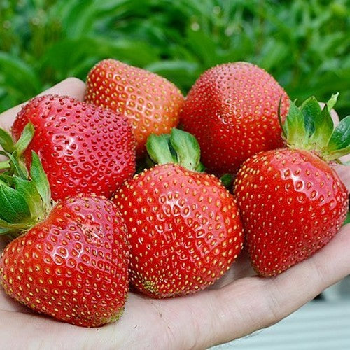 Doordragende Aardbei 'Sweet Eve'