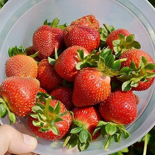 Doordragende Aardbei 'Sweet Eve'