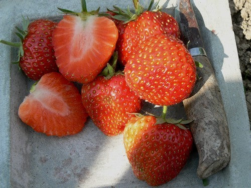Late aardbei 'Tago'