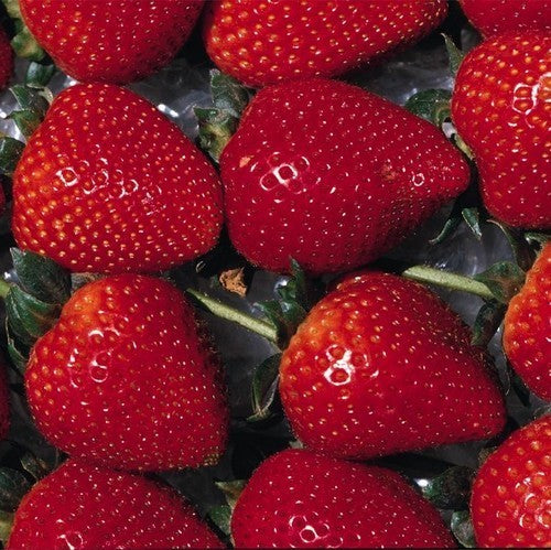 Late Strawberry 'Vima Xima'