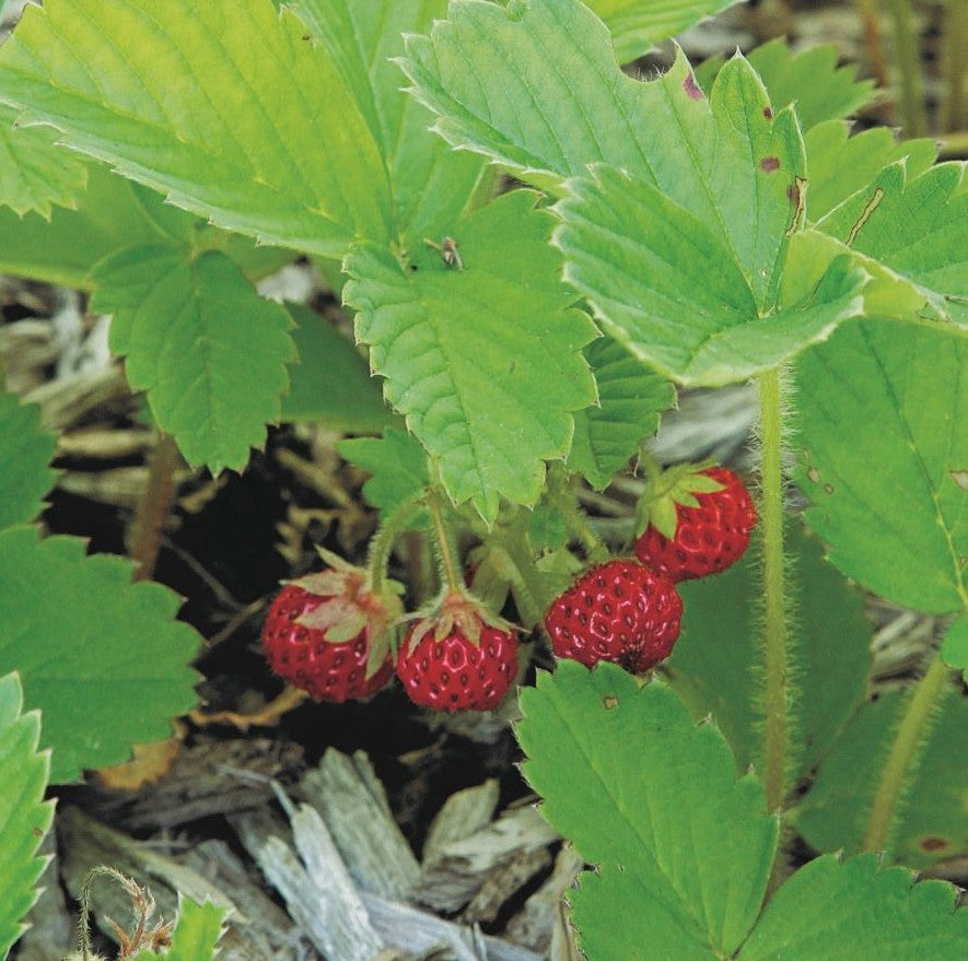 Wilde aardbei 'Virginia'