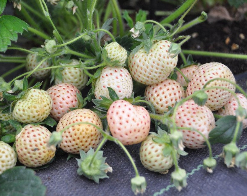 Witte Ananasaardbei 'Weisse Ananas'