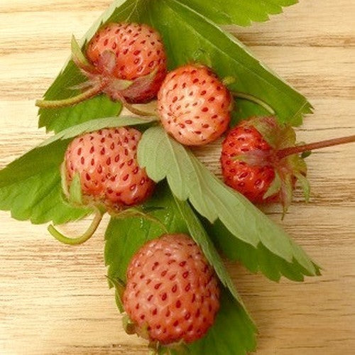 Virginische Aardbei 'Weiße Lößnitzer'