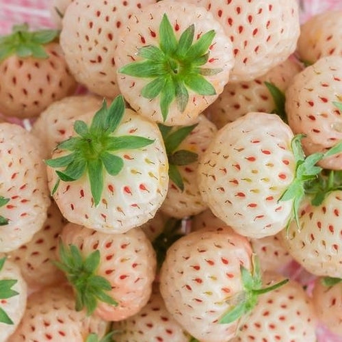 Witte Ananasaardbei 'White Temptation' / 'Weisse Ananas' / ''