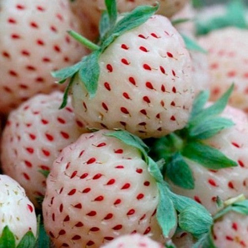 White Pineapple Strawberry 'White Temptation' / 'Weisse Ananas' / ''