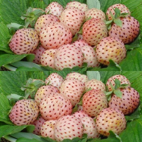 Witte Ananasaardbei 'White Temptation' / 'Weisse Ananas' / ''