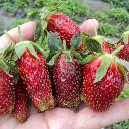 Aardbeien 'Zemklunika Kupchikha'