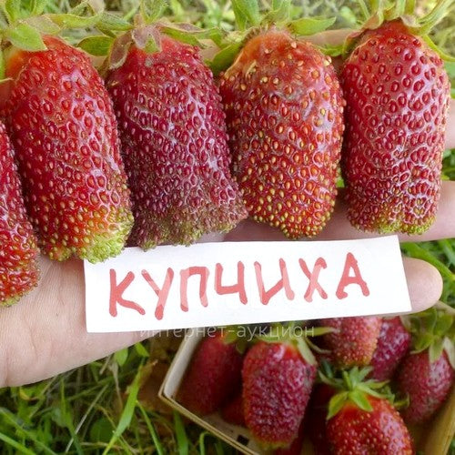 Aardbeien 'Zemklunika Kupchikha'