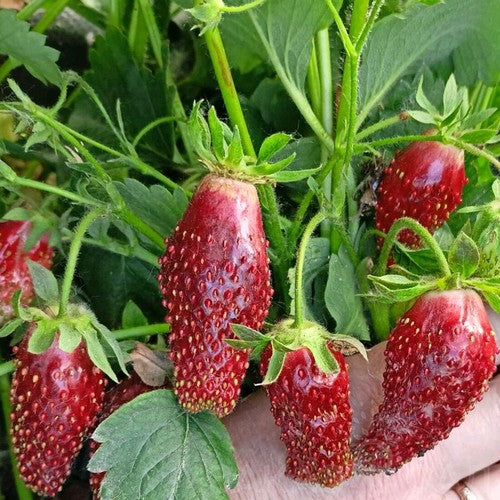 Aardbeien 'Zemklunika Kupchikha'