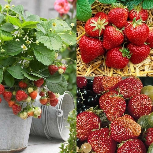 Aardbeien Collectie Zomerkoninkjes