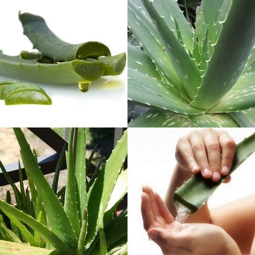 Aloe Vera