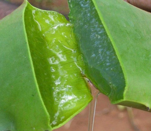 Aloe Vera Small