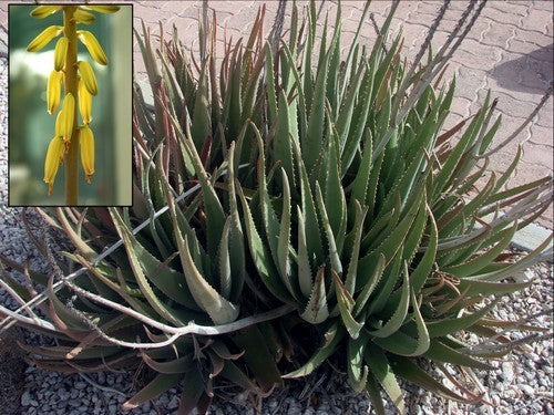 Aloe Vera Small