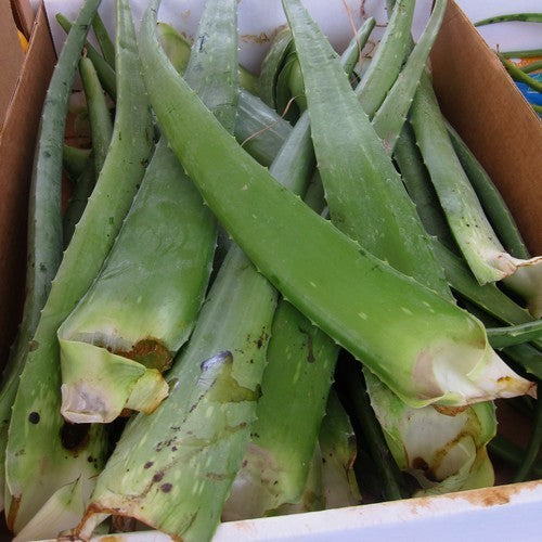 Aloe Vera Small