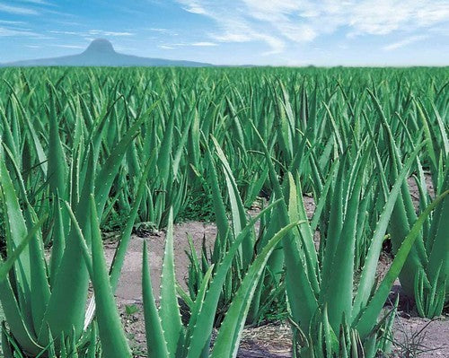 Aloe Vera Small