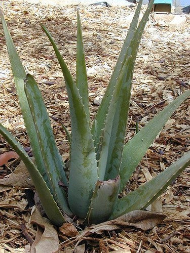 Aloe Vera Small