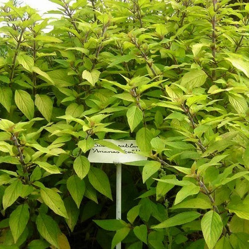 Ananassalie, Bonte 'Golden Delicious'