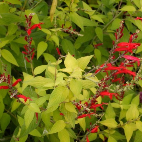 Ananassalie, Bonte 'Golden Delicious'