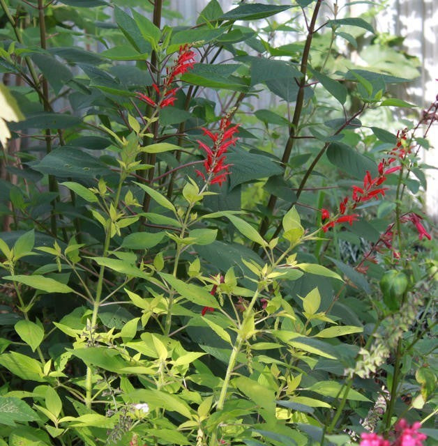 Ananassalie, Bonte 'Golden Delicious'