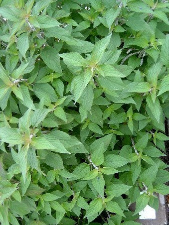 Ananassalie 'Scarlet Pineapple'