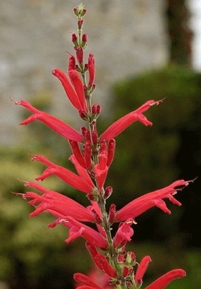 Ananassalie 'Scarlet Pineapple'
