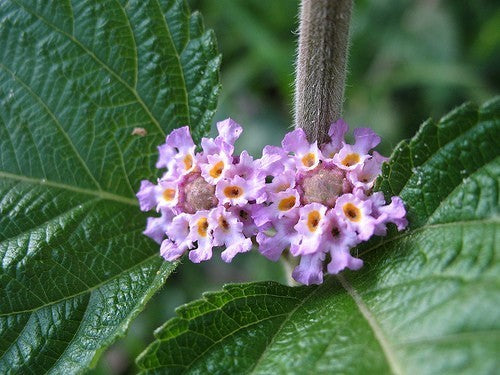 Anijsverbena