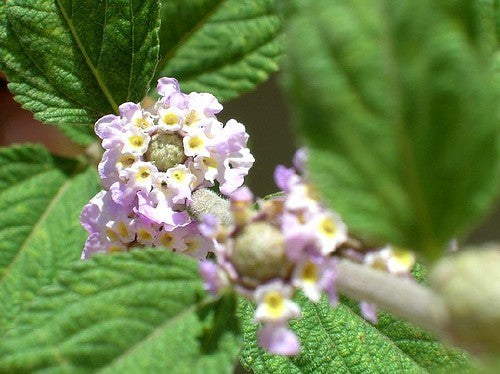 Anijsverbena