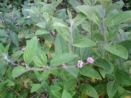 Anijsverbena