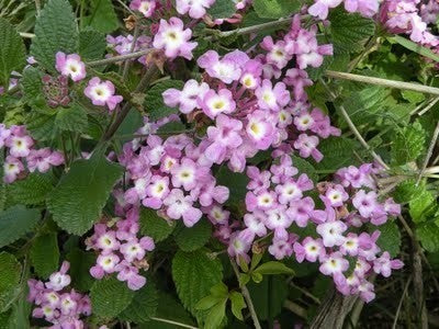 Anijsverbena