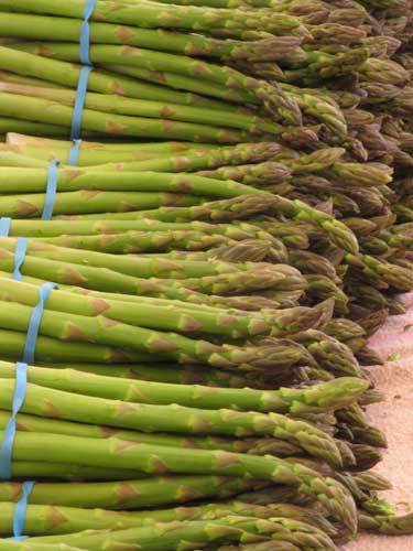 Asparagus Plants 'Gijnlim'