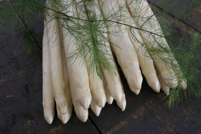 Asparagus Plants 'Gijnlim'