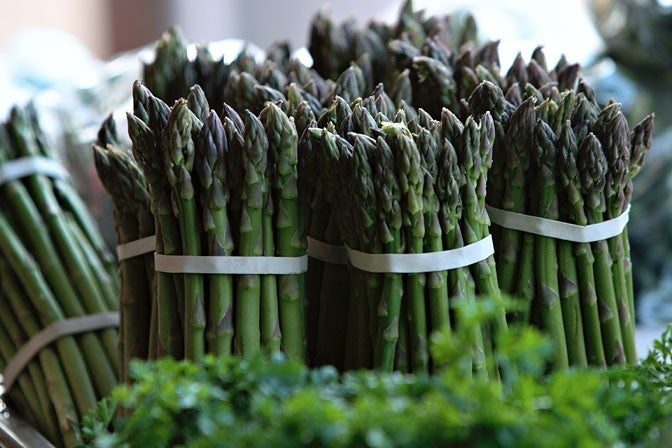 Asparagus Plants 'Gijnlim'