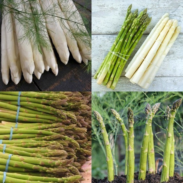 Aspergeplanten 'Grolim'