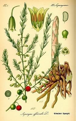 Aspergeplanten 'Grolim'