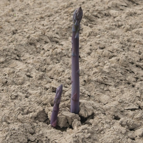 Asperge, Paarse 'Erasmus'