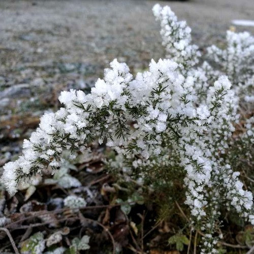 Asperge, Wilde