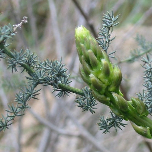 Asperge, Wilde