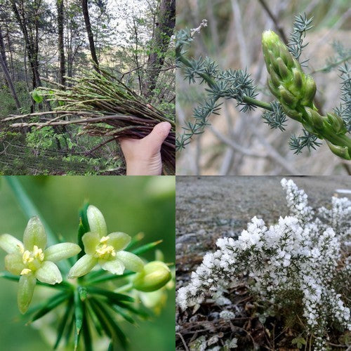 Asperge, Wilde