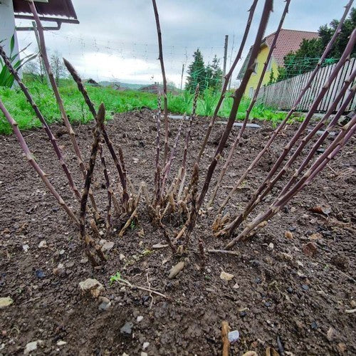 Asperge, Wilde
